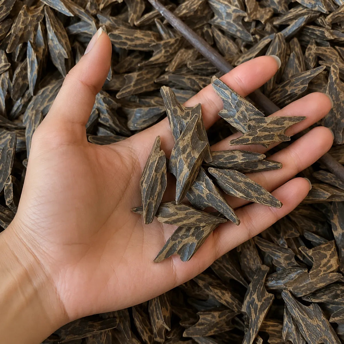 Oud Tiger Cambodgien Première Qualité 10 g